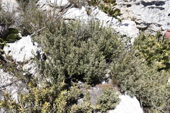 Grubbia tomentosa