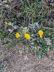 Grindelia hallii