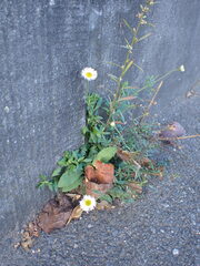 Erigeron karvinskianus