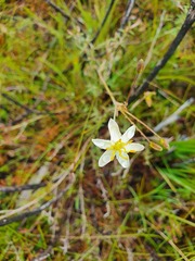 Hemerocallidoideae