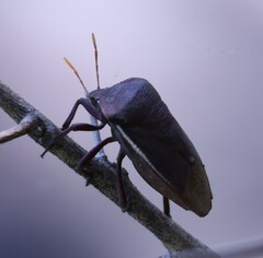 Basicryptus costalis