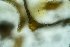 Tortula mucronifolia