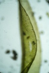 Tortula mucronifolia