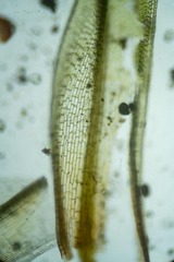 Tortula mucronifolia