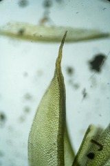 Tortula mucronifolia