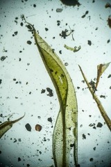 Tortula mucronifolia