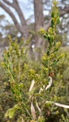Acacia glandulicarpa