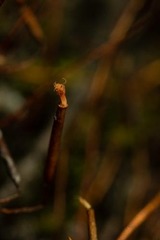 Tortula mucronifolia