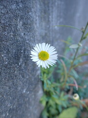 Erigeron karvinskianus