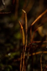 Tortula mucronifolia