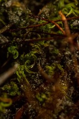 Tortula mucronifolia