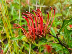 Grevillea infecunda
