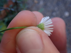 Erigeron karvinskianus
