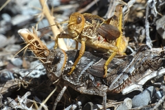 Prionotropis azami