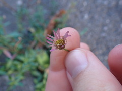 Erigeron karvinskianus
