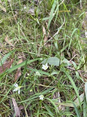 Gentianella polysperes