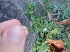 Erigeron karvinskianus