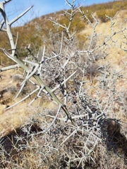 Sarcomphalus obtusifolius