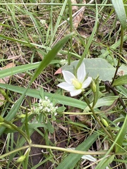 Gentianella polysperes