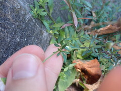 Erigeron karvinskianus