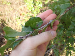 Pyrus