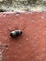 Ellipsidion australe