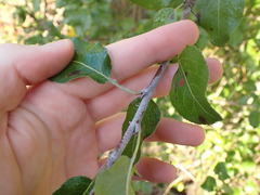 Pyrus