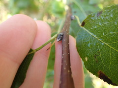 Pyrus