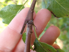 Pyrus