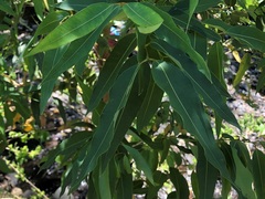 Angophora floribunda