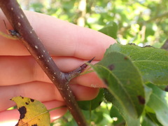 Pyrus
