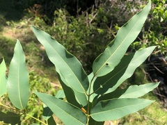 Angophora floribunda