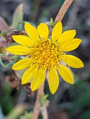 Grindelia hallii