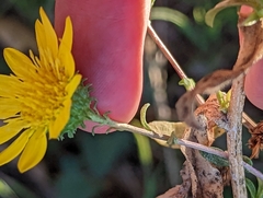 Grindelia hallii