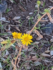 Grindelia hallii