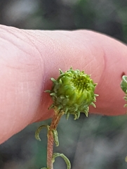 Grindelia hallii