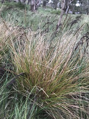 Carex appressa