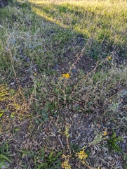 Grindelia hallii