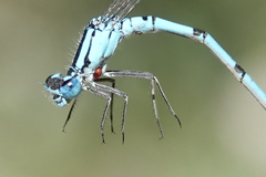 Enallagma annexum