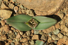 Colchicum coloratum burchellii