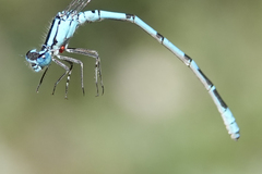 Enallagma annexum