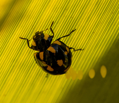 Coccinella leonina
