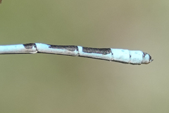 Enallagma annexum