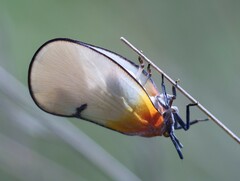 Ityraea electa