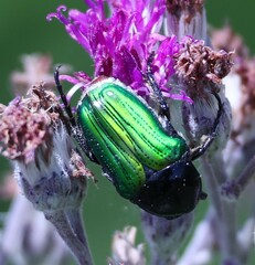 Leucocelis haemorrhoidalis