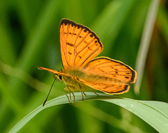 Lycaena