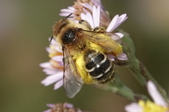 Dasypoda