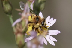 Dasypoda
