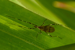 Amphineurus