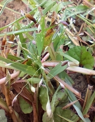 Panicum hallii